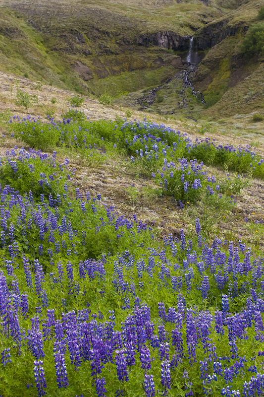 Small Waterfall And Nootka Lupine